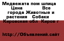 Медвежата пом шпица › Цена ­ 40 000 - Все города Животные и растения » Собаки   . Кировская обл.,Киров г.